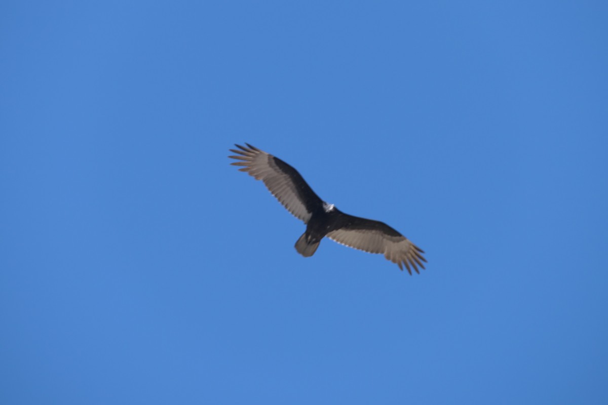 Turkey Vulture - ML638899314