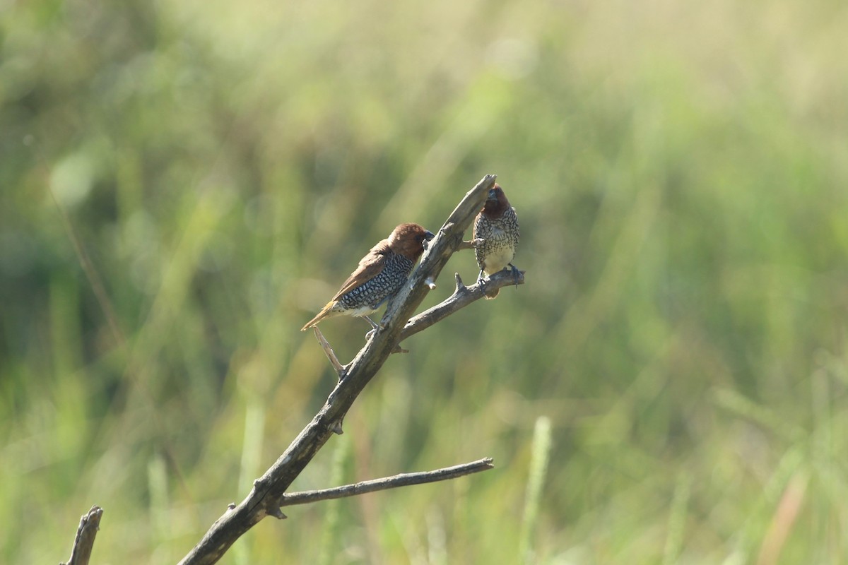 斑文鳥(punctulata) - ML638899327