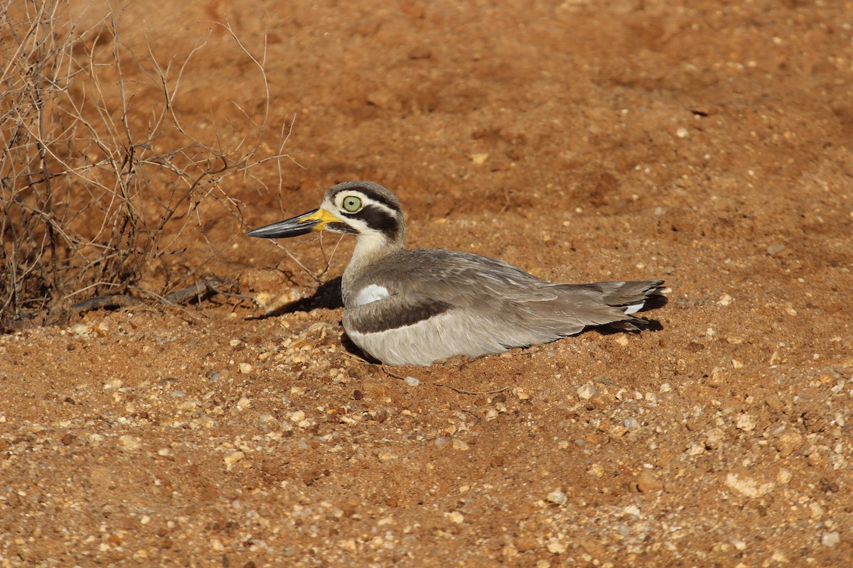 Great Thick-knee - ML638899361
