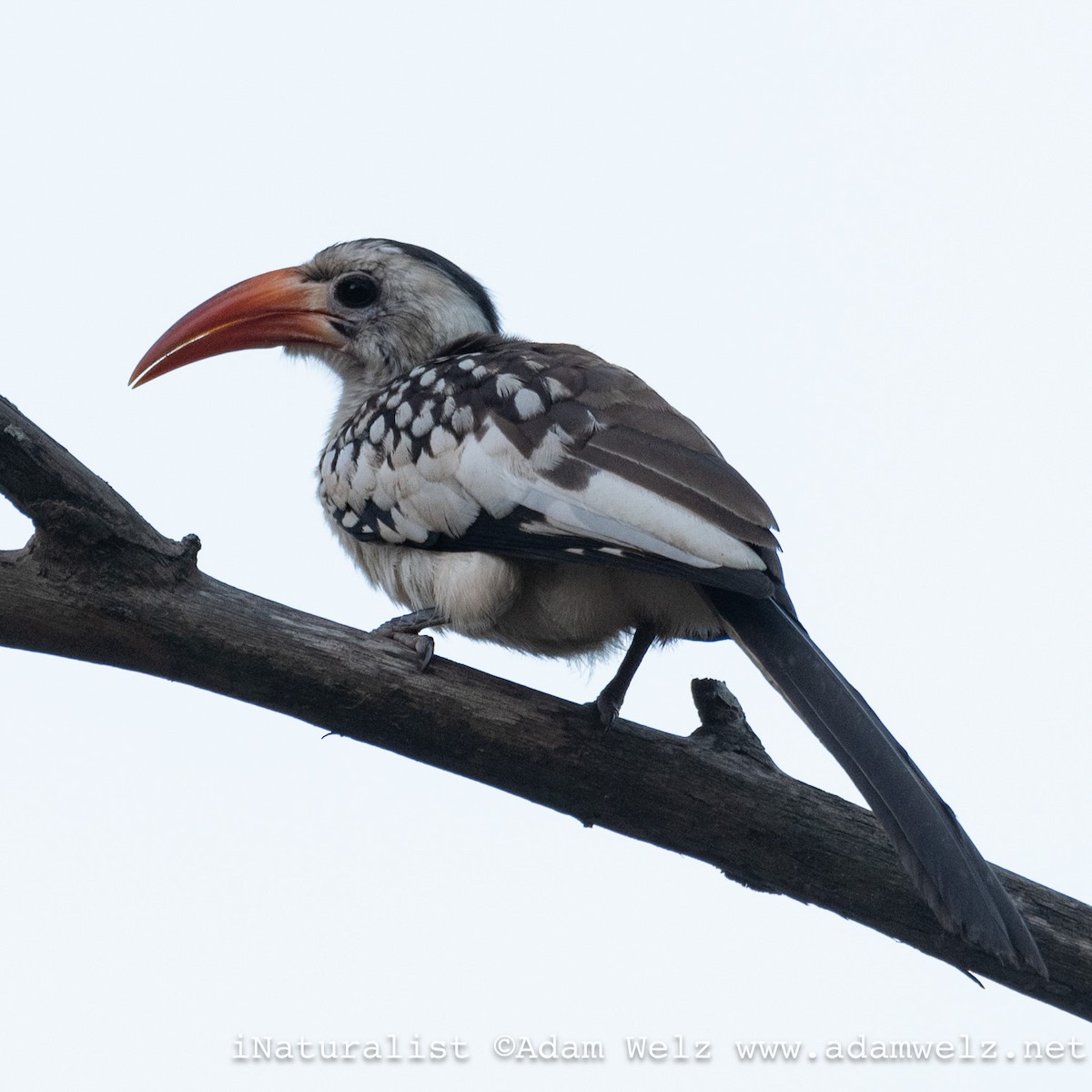 rødnebbtoko - ML638899421