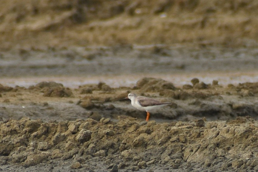 Terek Sandpiper - ML638899427