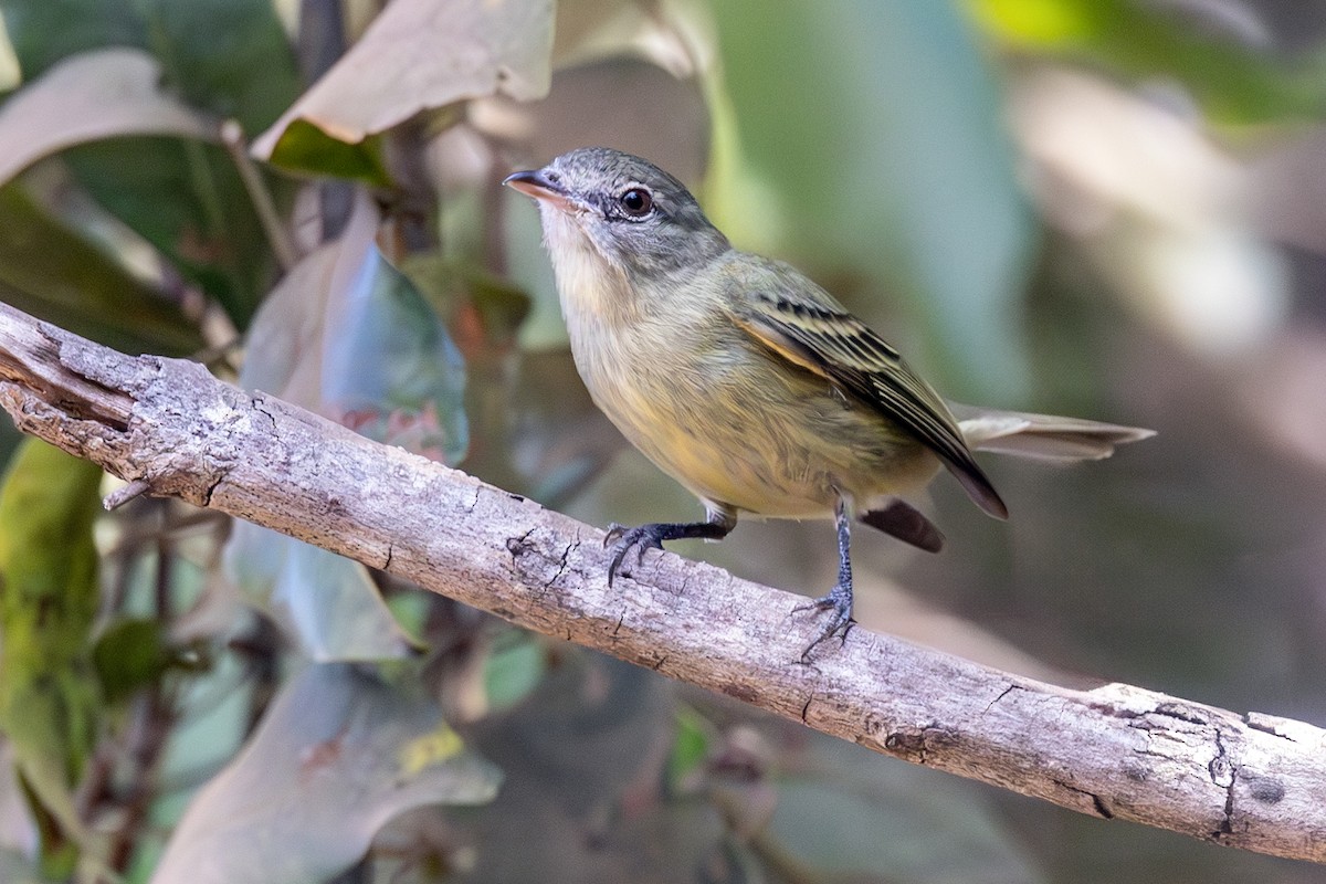 Rough-legged Tyrannulet - ML638899432