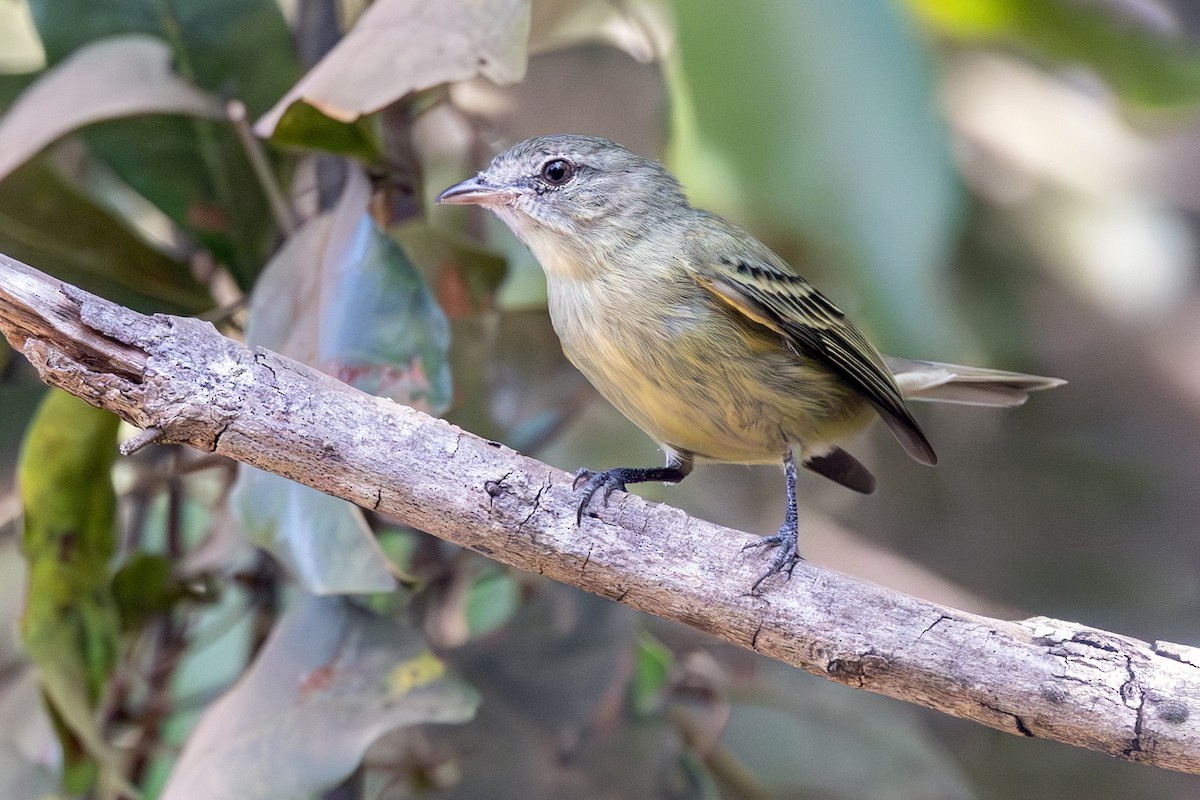 Rough-legged Tyrannulet - ML638899433