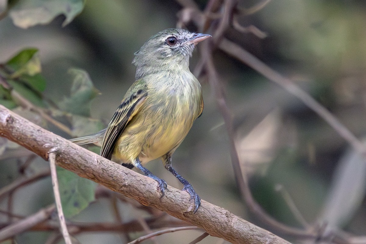 Rough-legged Tyrannulet - ML638899434