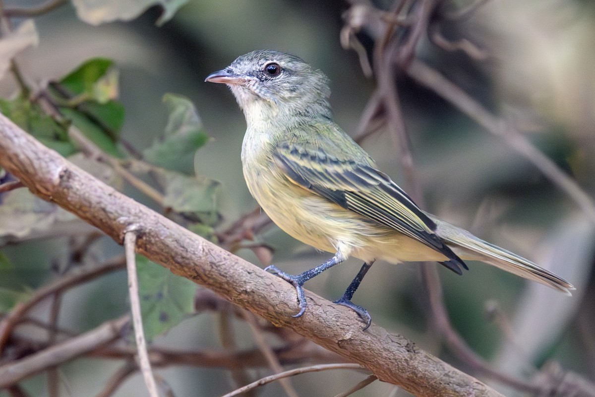 Rough-legged Tyrannulet - ML638899435