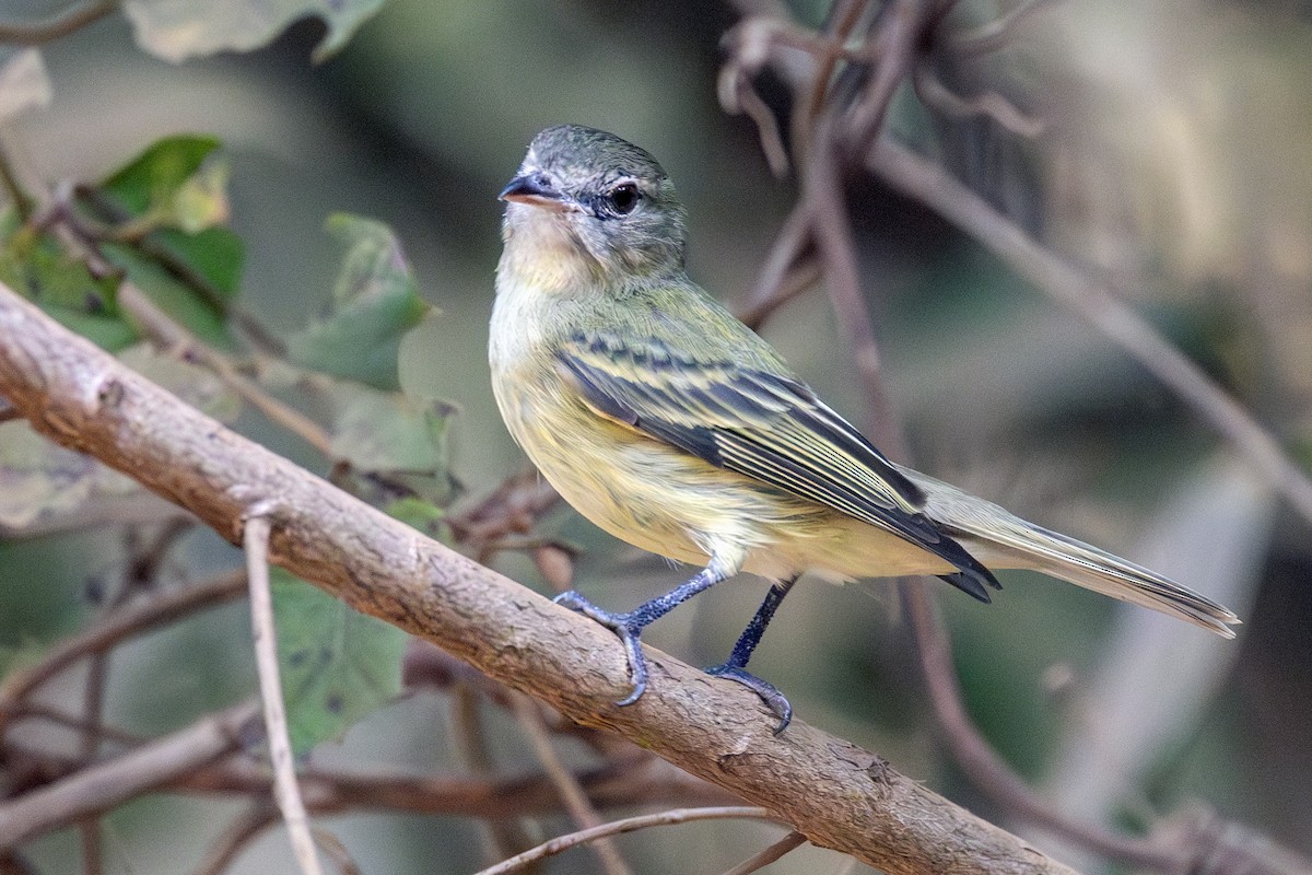 Rough-legged Tyrannulet - ML638899437