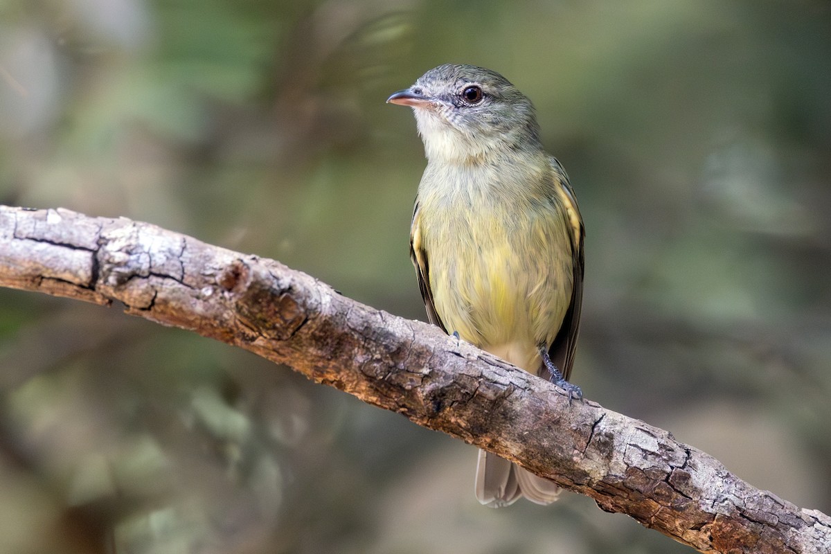 Rough-legged Tyrannulet - ML638899438