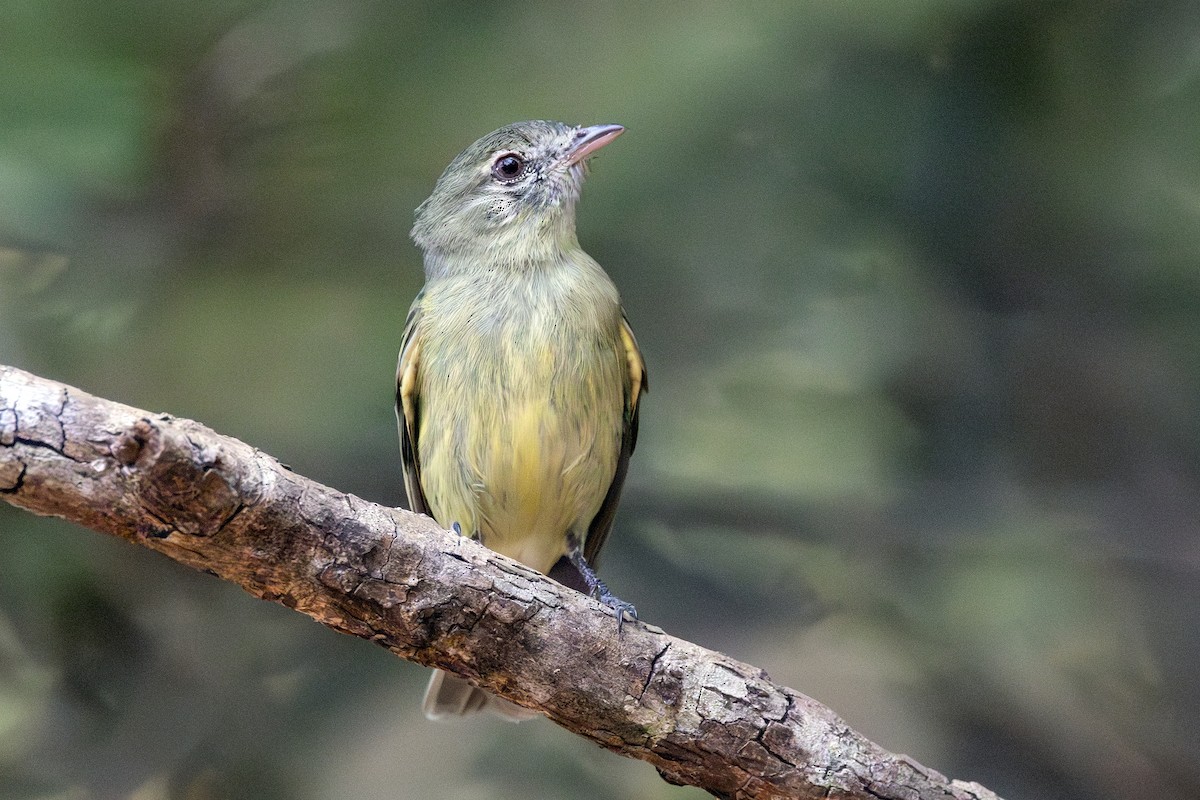 Rough-legged Tyrannulet - ML638899439