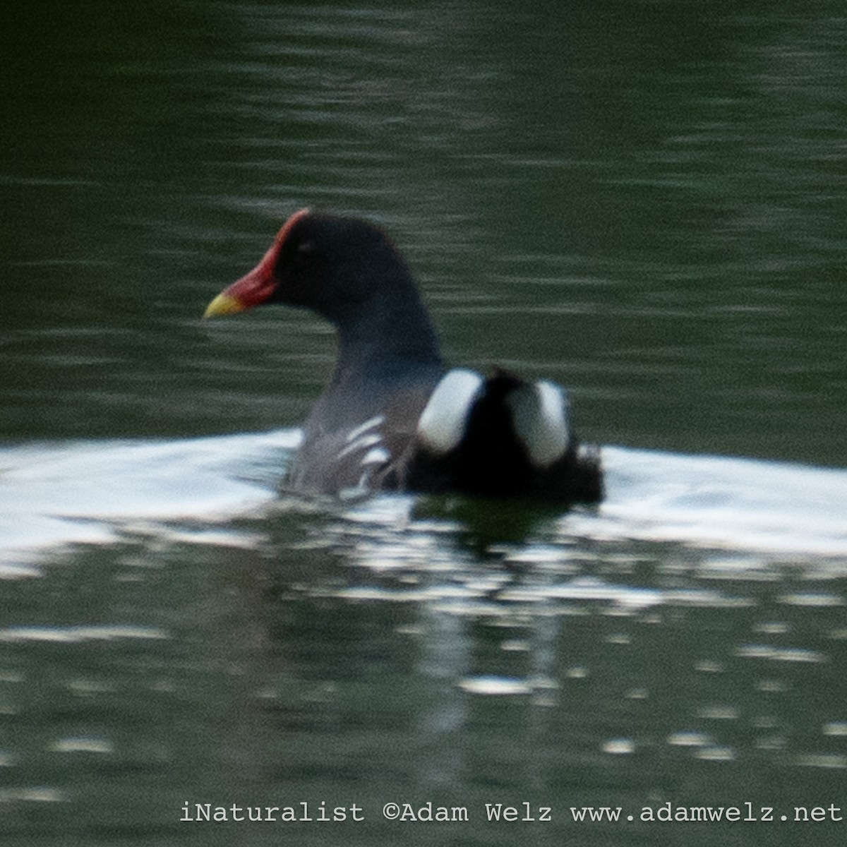 sivhøne - ML638899490