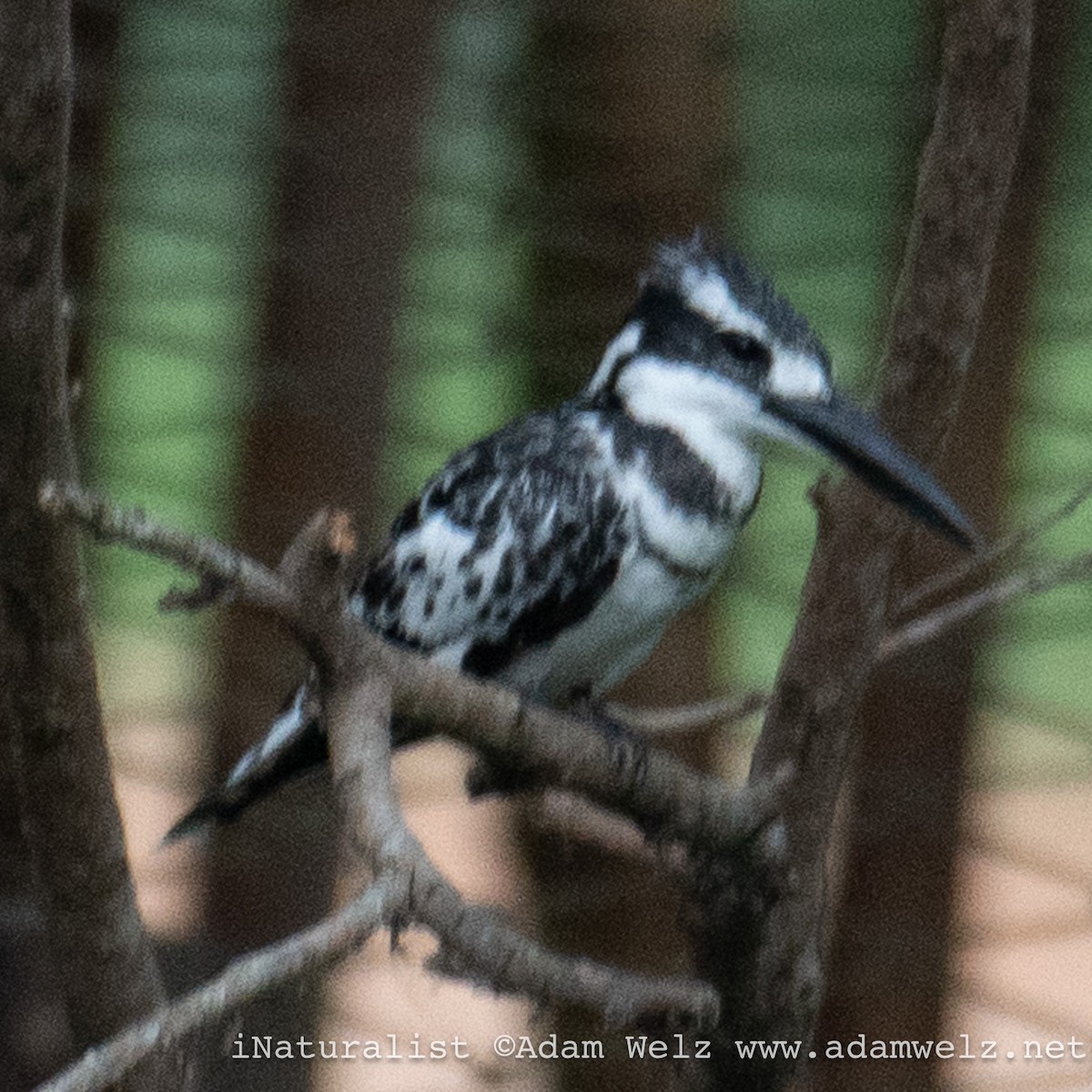 terneisfugl - ML638899569