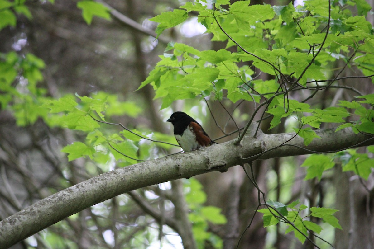 Eastern Towhee - ML638899593
