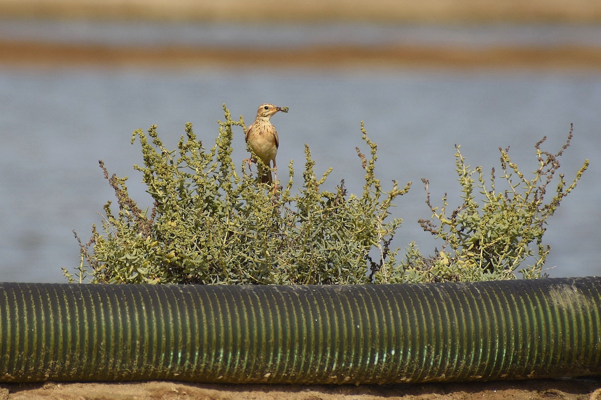 Paddyfield Pipit - ML638899597