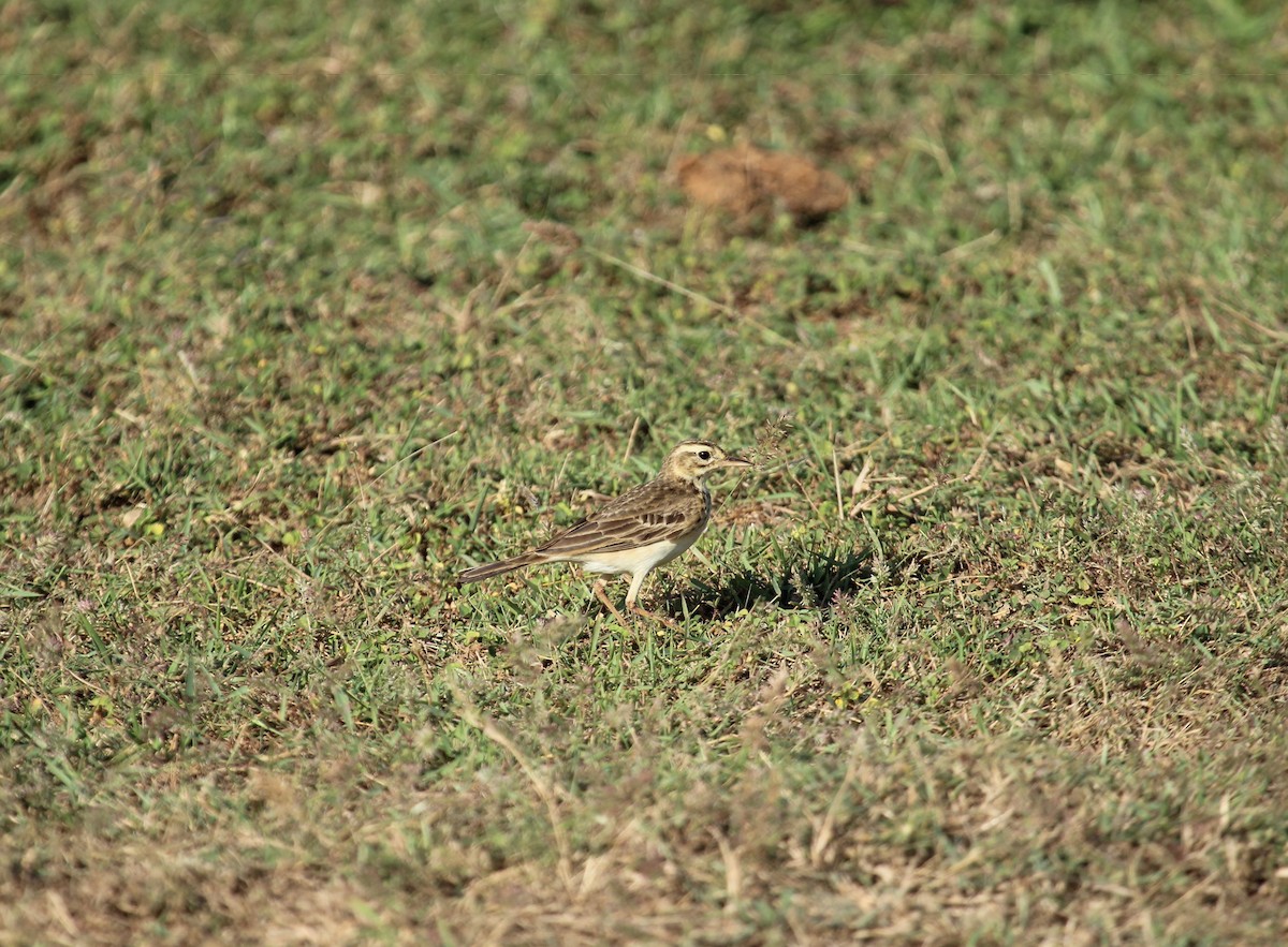 Paddyfield Pipit - ML638899630