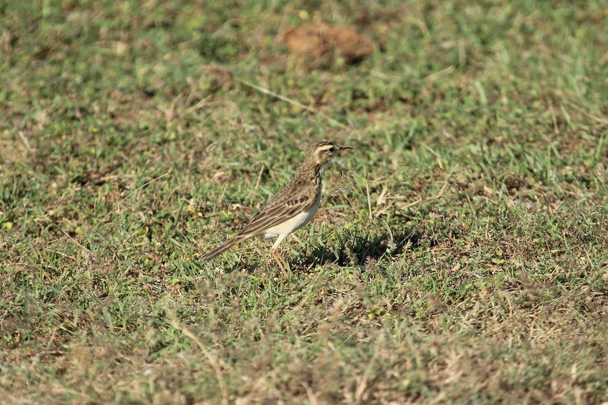 Paddyfield Pipit - ML638899634