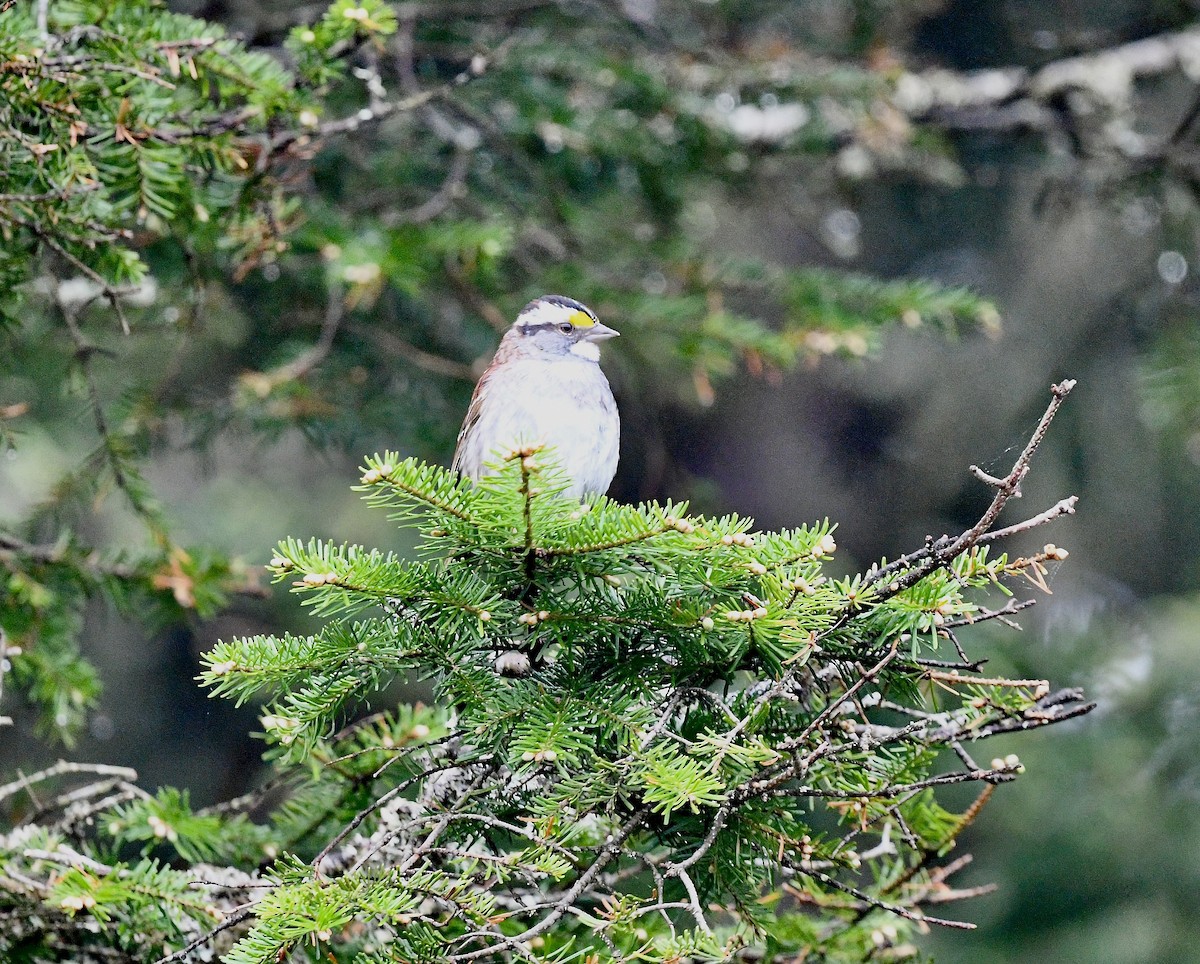 White-throated Sparrow - ML638899640