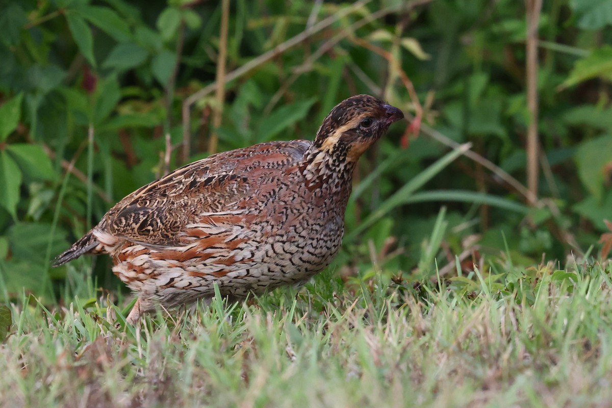 Northern Bobwhite - ML638899645