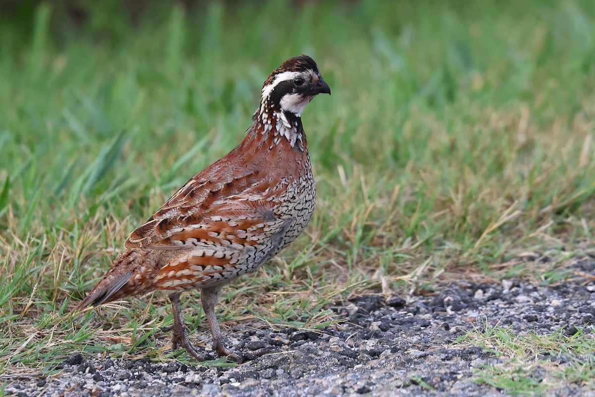 Northern Bobwhite - ML638899646