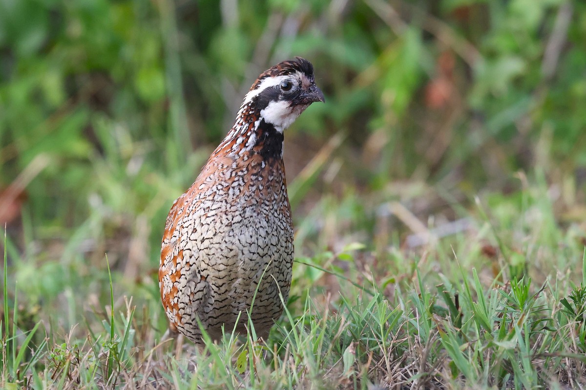 Northern Bobwhite - ML638899647