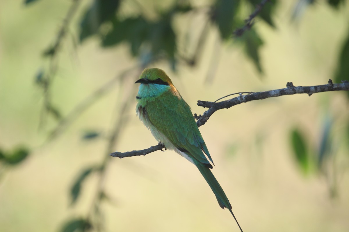 Asian Green Bee-eater - ML638899651