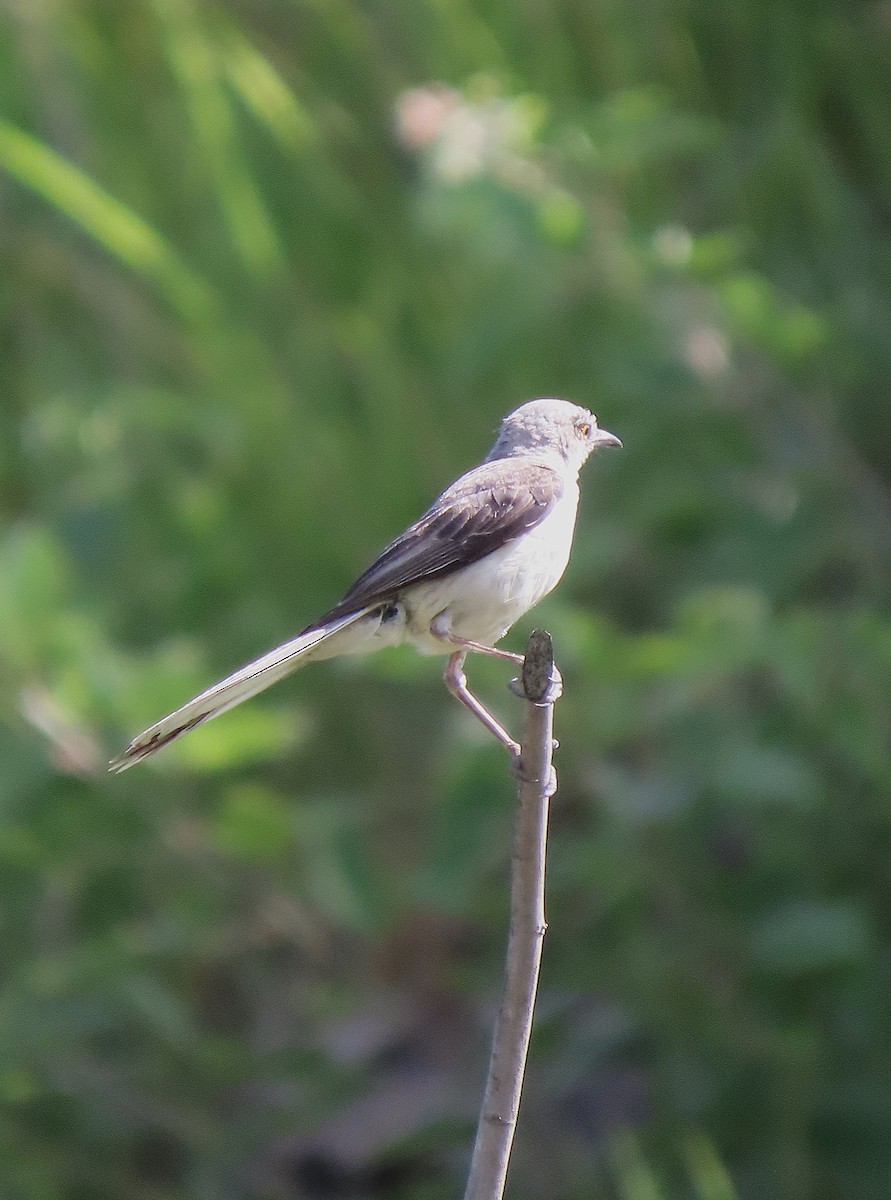 Tropical Mockingbird - ML638899684