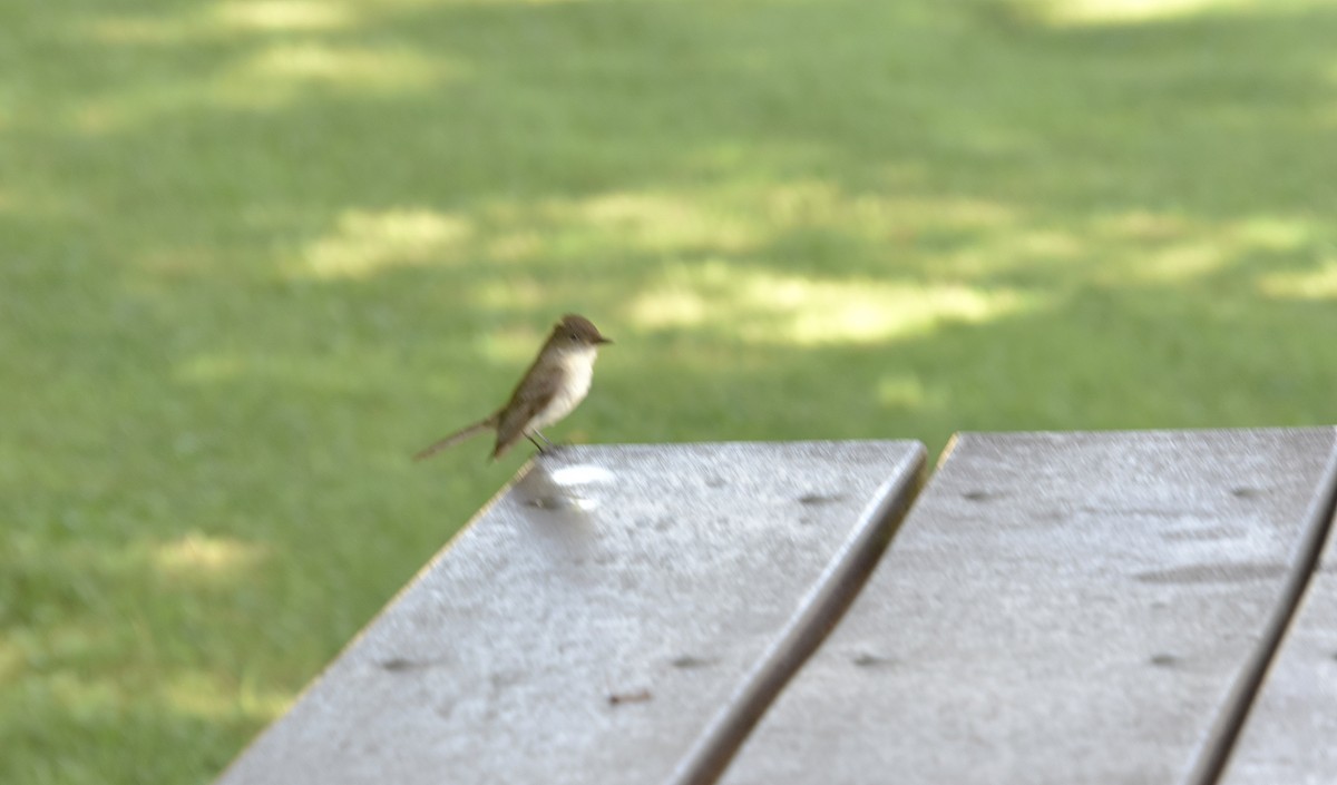 Eastern Phoebe - ML638899698