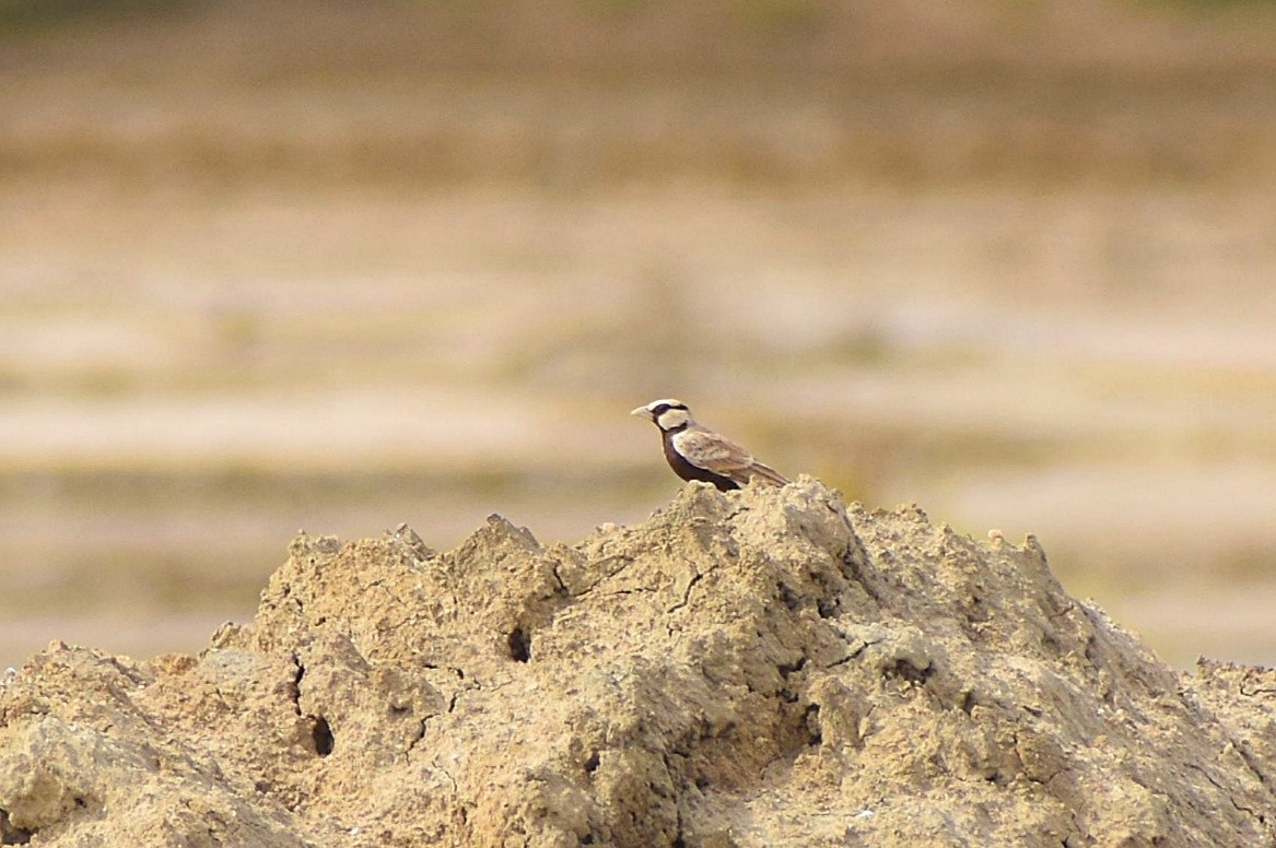 Ashy-crowned Sparrow-Lark - ML638899702