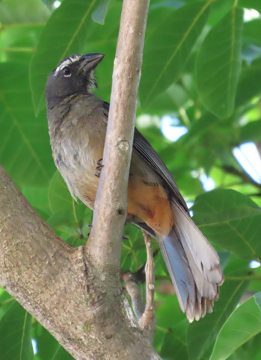 Cinnamon-bellied Saltator - ML638899706