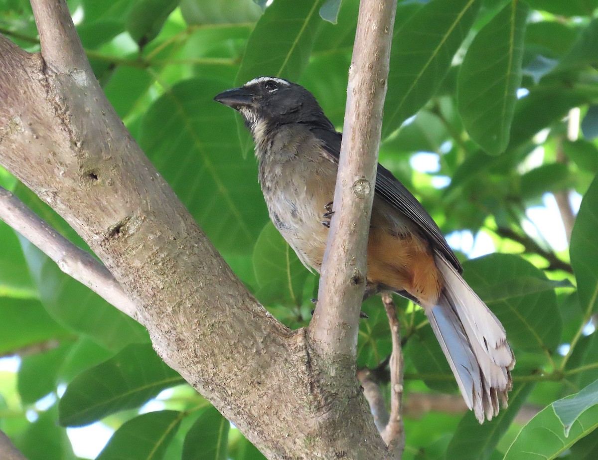 Cinnamon-bellied Saltator - ML638899707