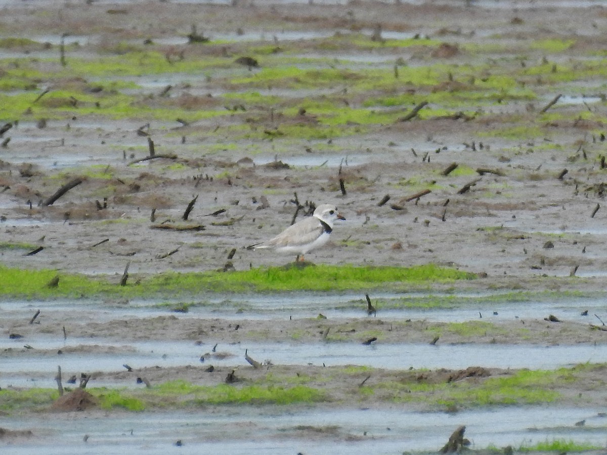 Piping Plover - ML638899752