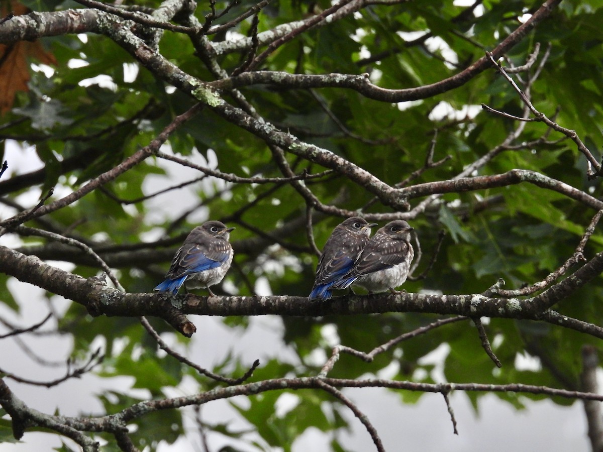 Eastern Bluebird - ML638899801