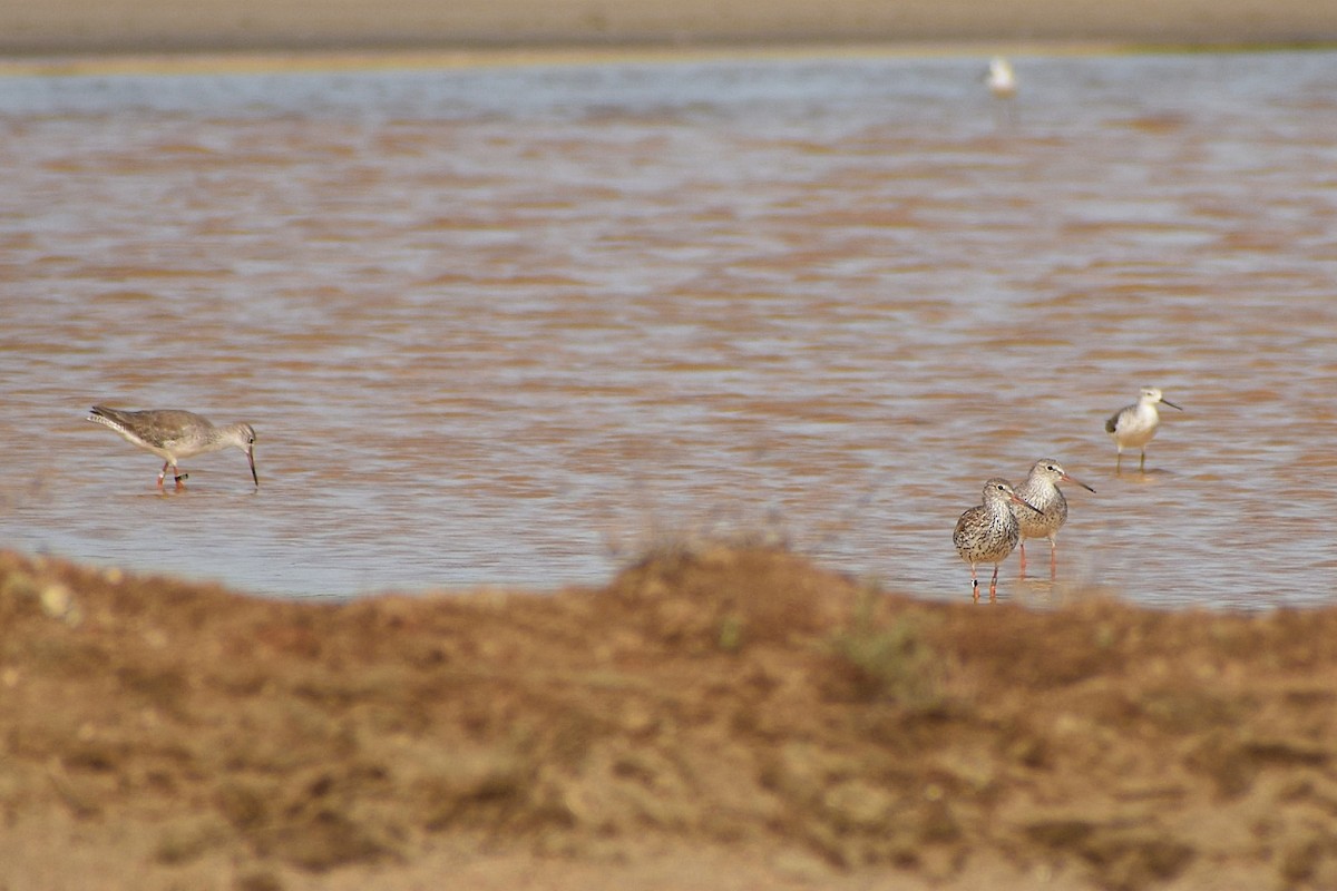 Common Redshank - ML638899810