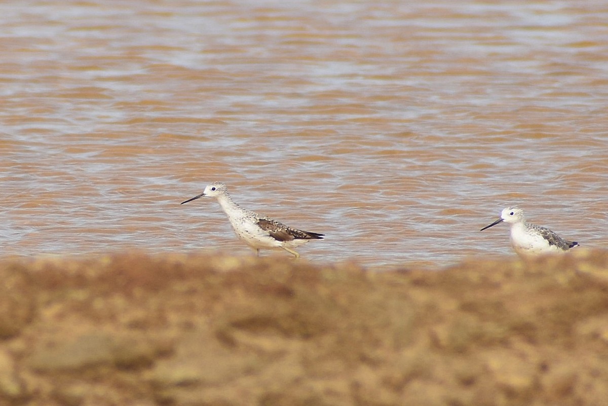 Marsh Sandpiper - ML638899814