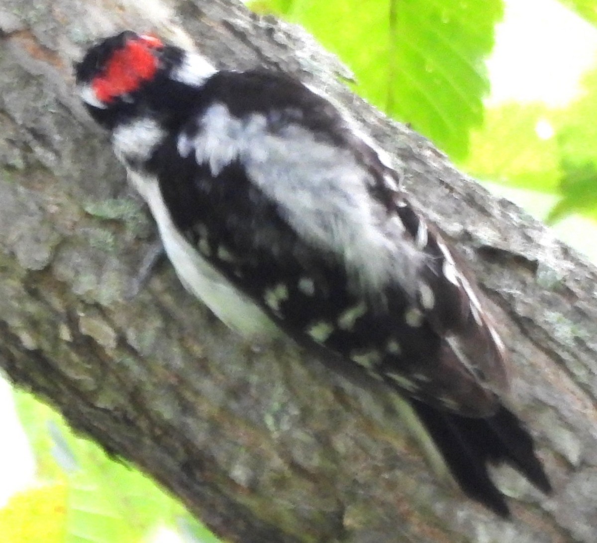 Downy Woodpecker - ML638899821