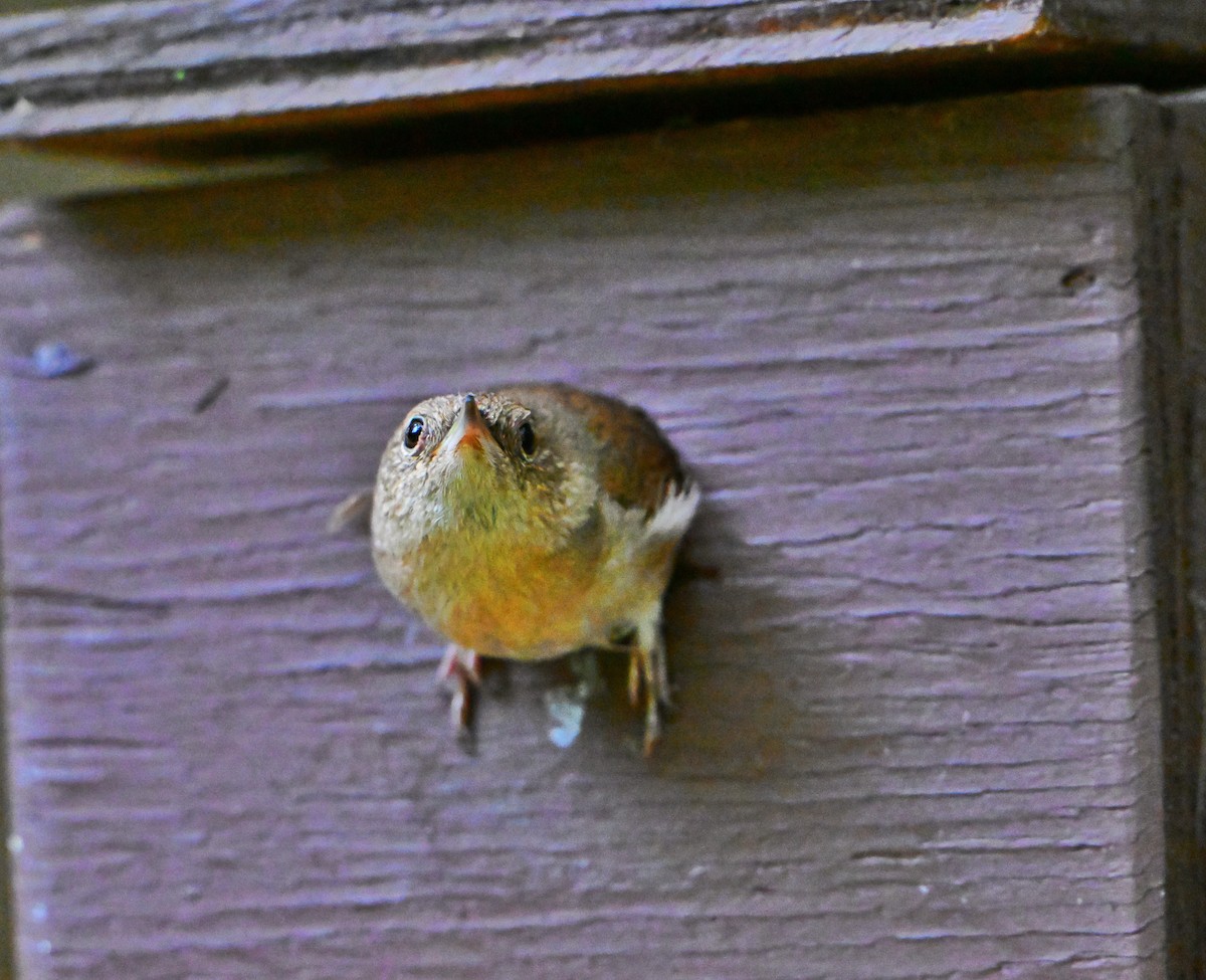 Northern House Wren - ML638899826