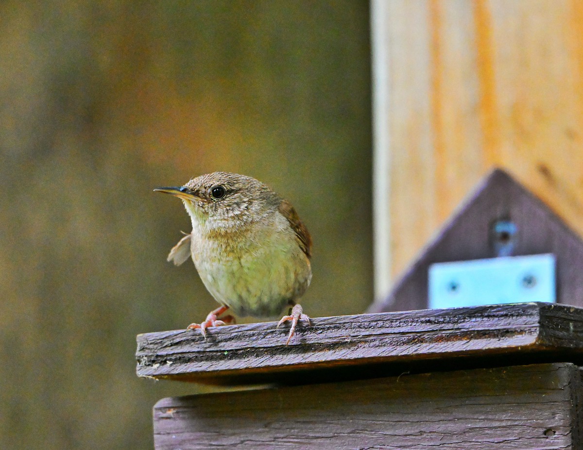 Northern House Wren - ML638899828