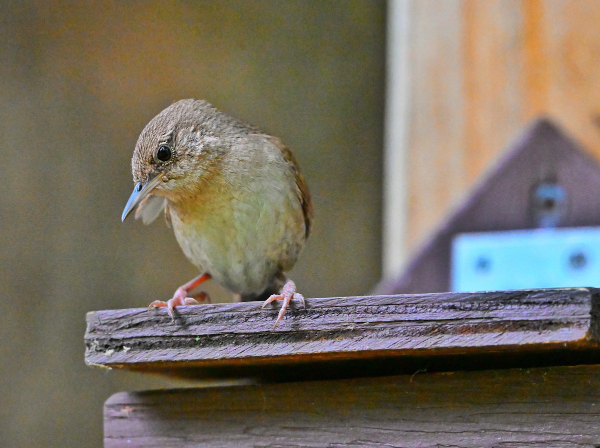 Northern House Wren - ML638899829