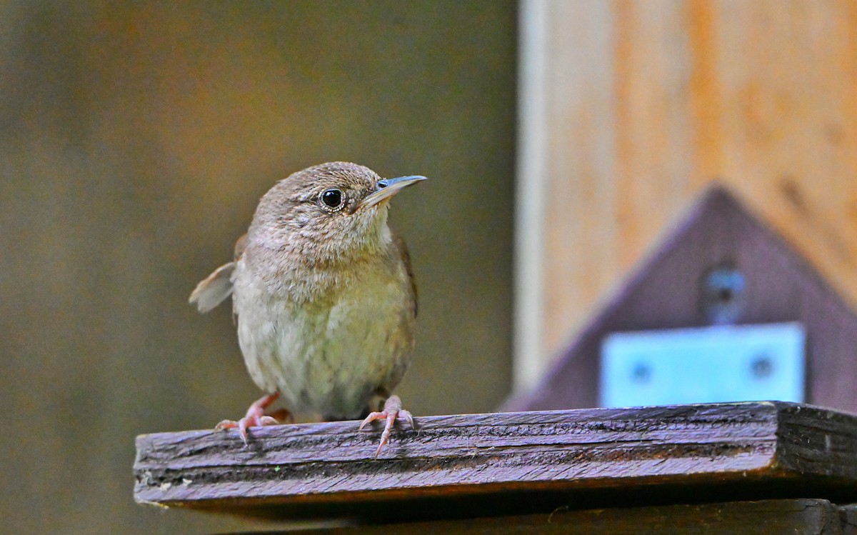 Northern House Wren - ML638899830