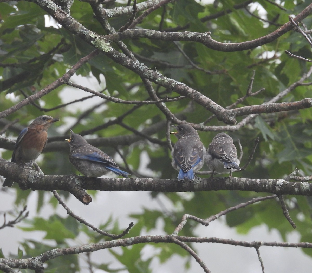 Eastern Bluebird - ML638899885