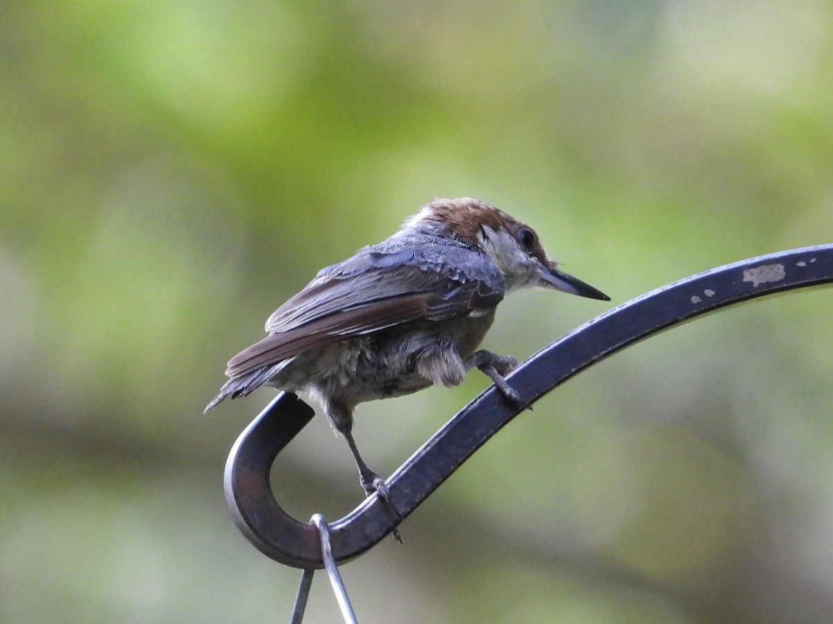 Brown-headed Nuthatch - ML638899886