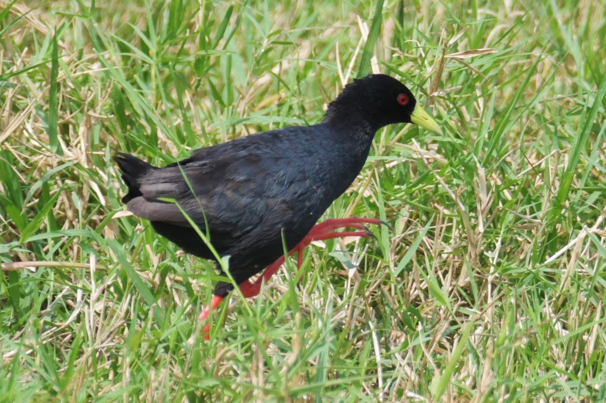 Black Crake - ML638899892