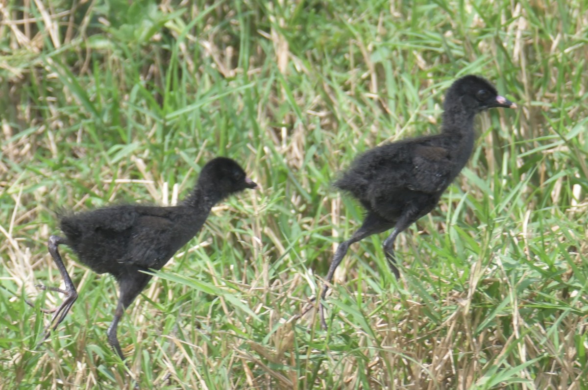 Black Crake - ML638899893