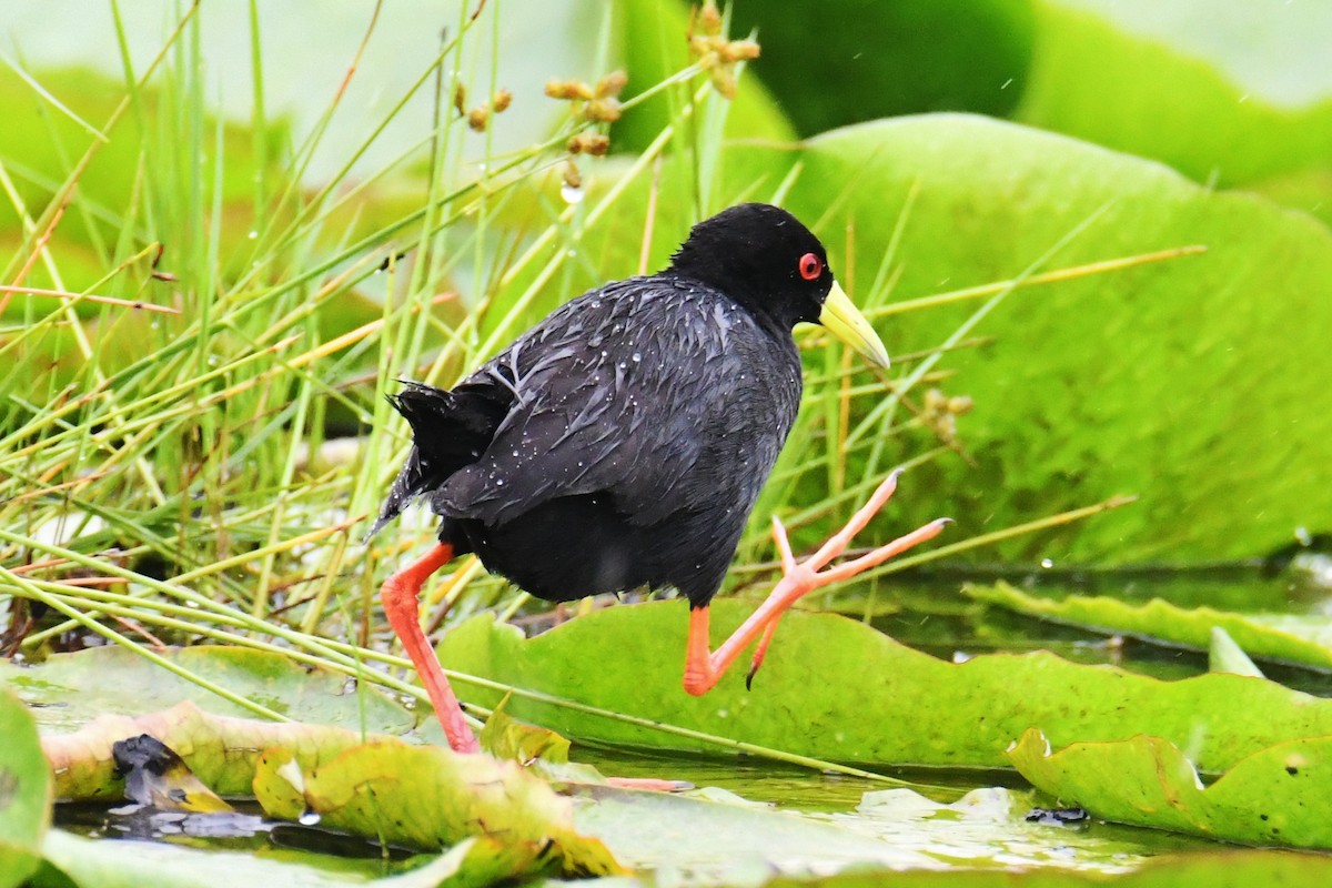 Black Crake - ML638899894