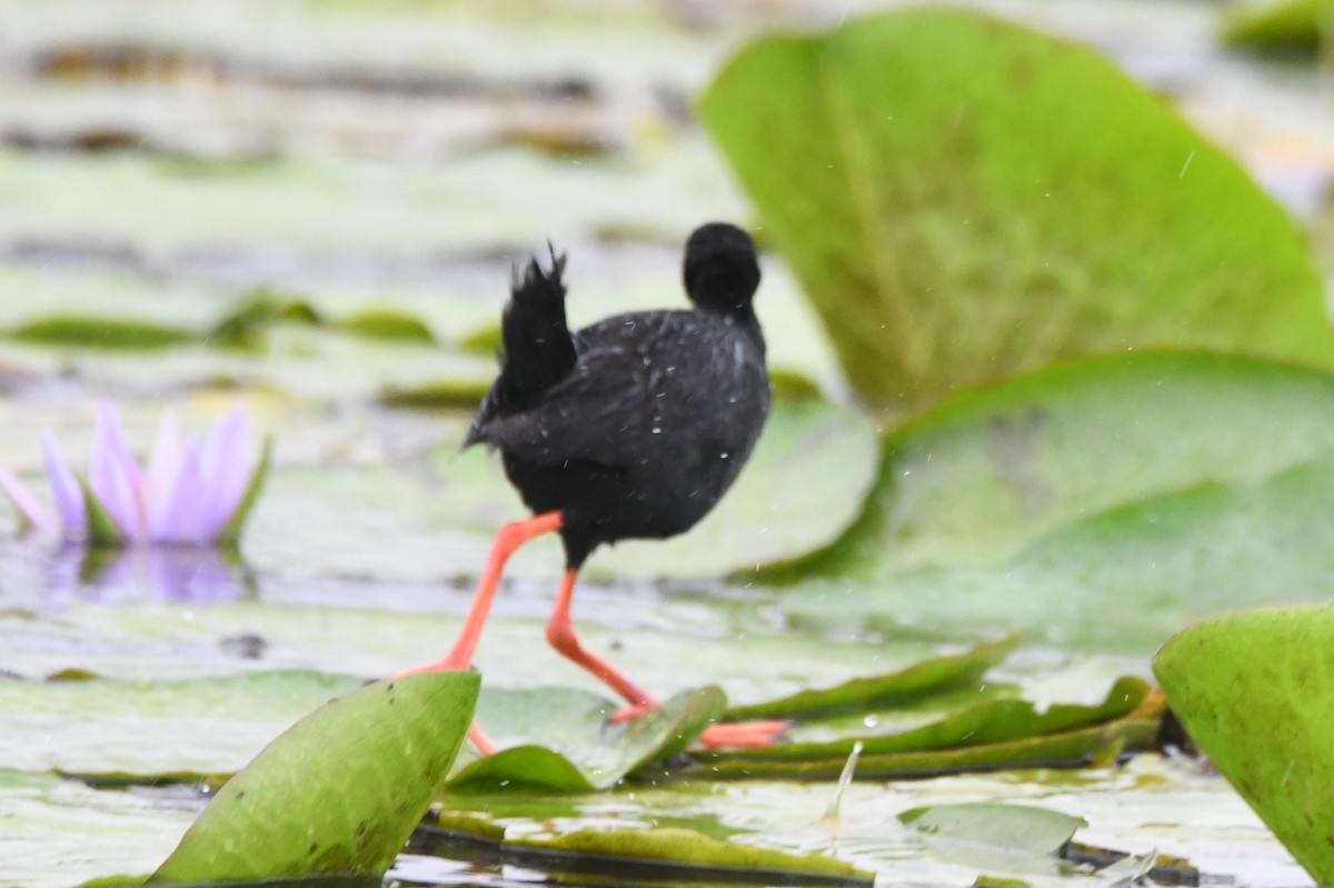 Black Crake - ML638899895