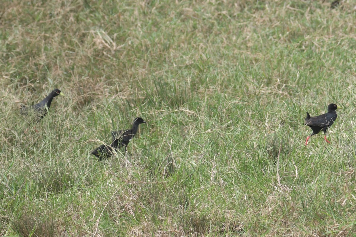 Black Crake - ML638899897
