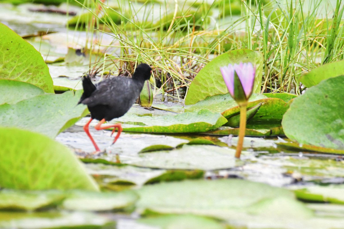 Black Crake - ML638899899