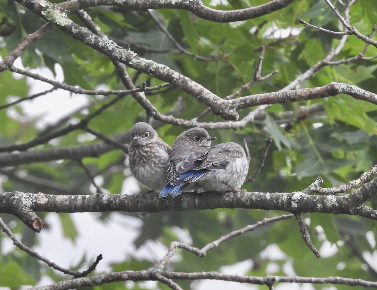 Eastern Bluebird - ML638899903