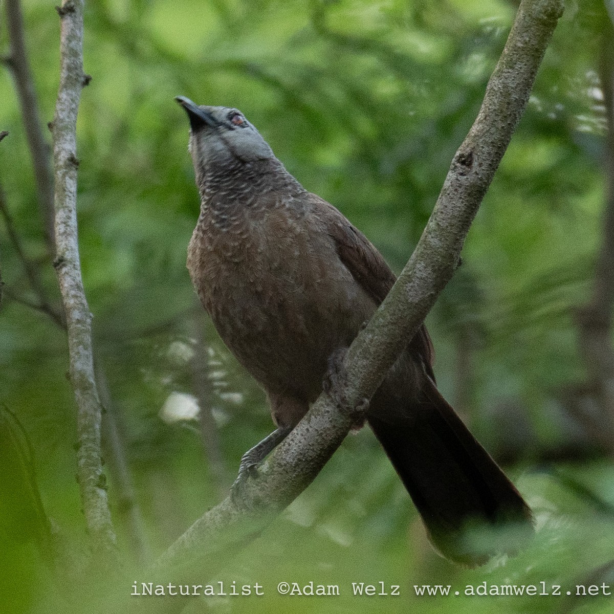 savanneskriketrost - ML638899905