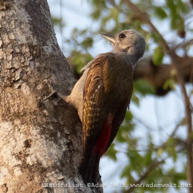 askehodespett - ML638899918