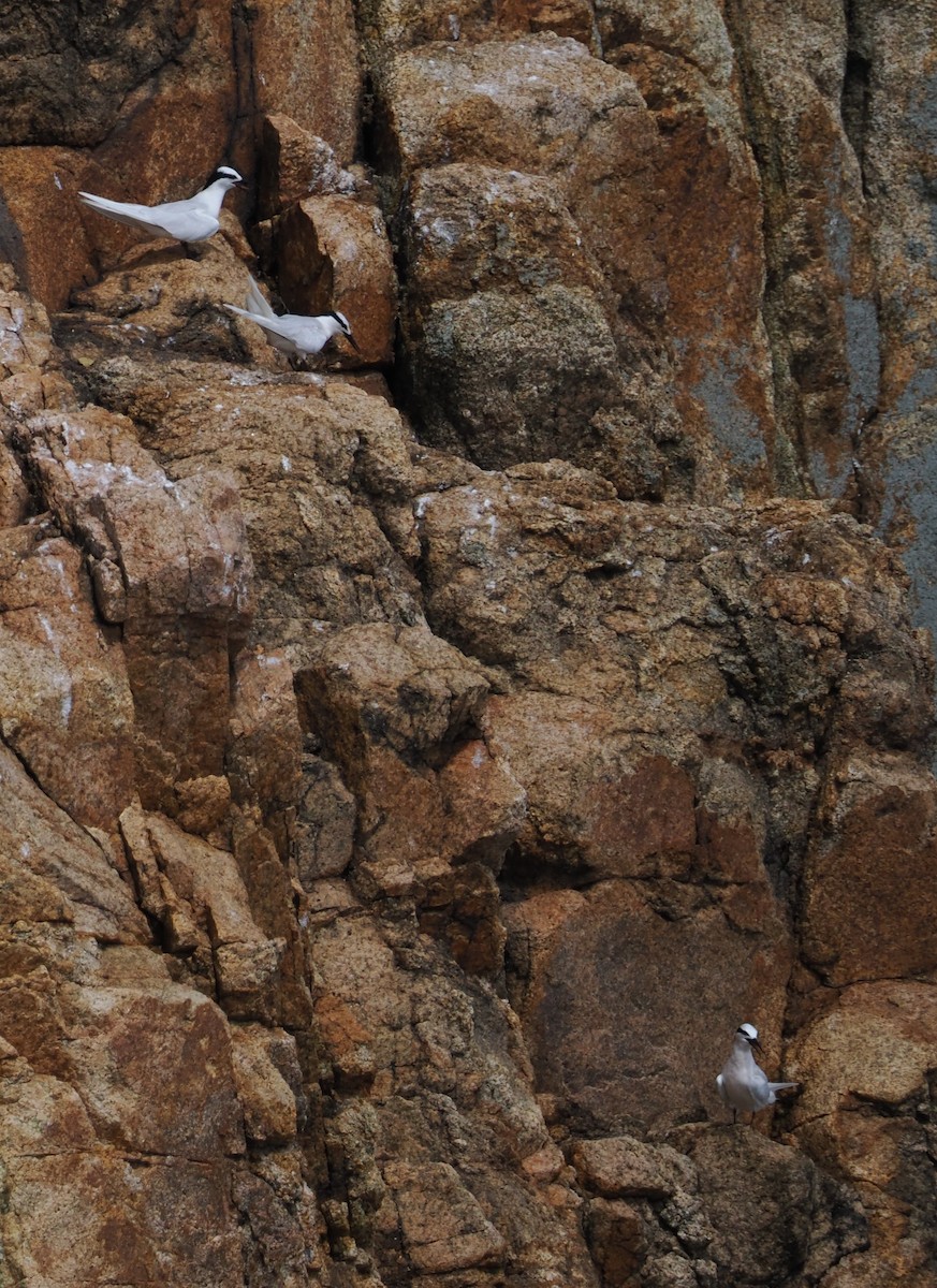 Black-naped Tern - ML638899930