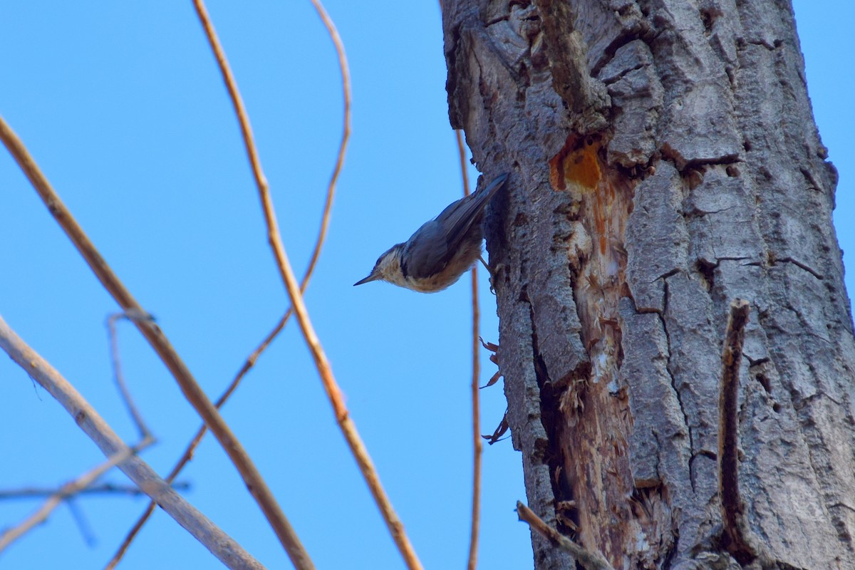 Eurasian Nuthatch - ML638899969